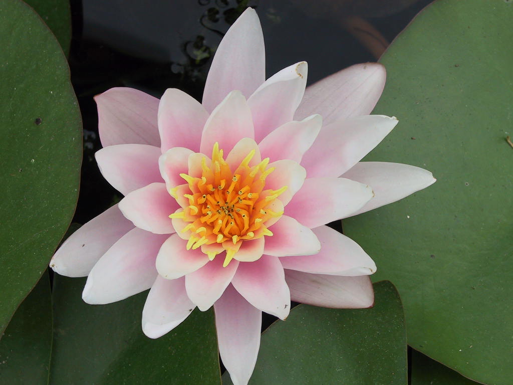 Nymphaea unsere alte Rosa 3.jpg